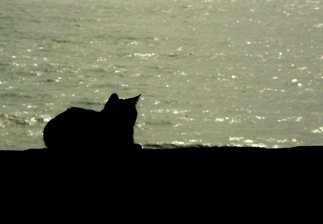 Buigh il gatto nero che ha sacrificato la sua anima