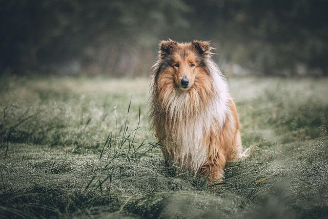 Vuole diventare un cane e ci riesce in Giappone