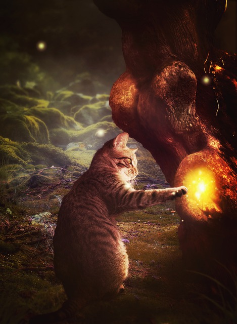 I poteri magici dei gatti nell'immaginario collettivo