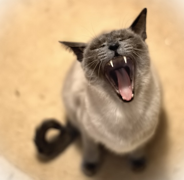 Il gatto vampiro nelle leggende giapponesi