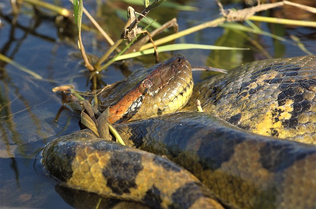 Biddrina serpente gigante mitologico in Sicilia