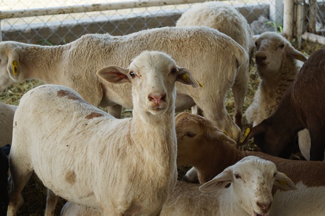 Il Chupacabra attacca delle pecore in Messico?