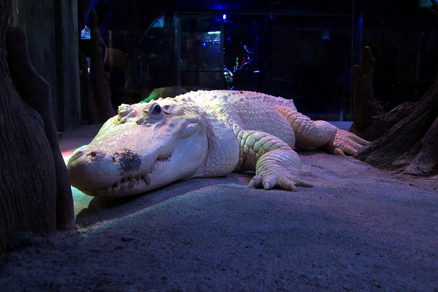 La leggenda degli alligatori albini