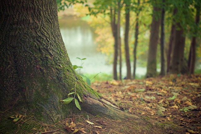 Il mistero della foresta che respira