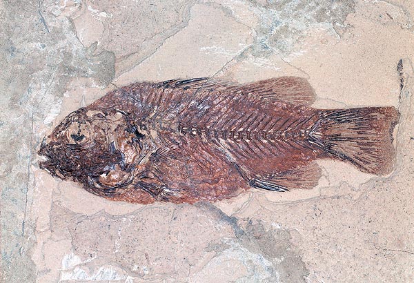La resurrezione del celacanto, fossile vivente