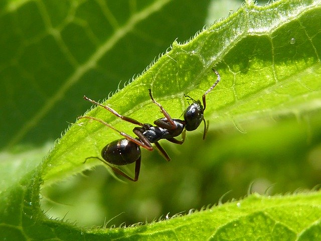 Le formiche zombie