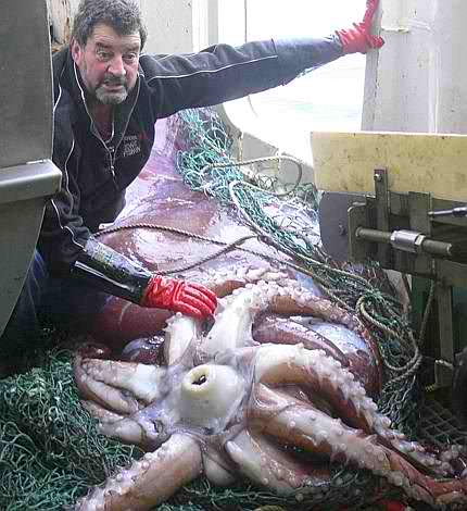 Pescato calamaro gigante di dimensioni record in Nuova Zelanda