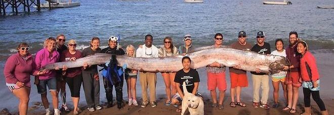 Trovato pesce remo gigante in California